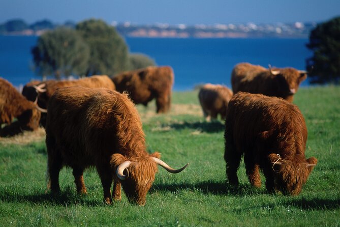 1 Day Exclusively Private Tour Of Phillip Island & The Penguin Parade - Optional stops need a clear conversation before departure