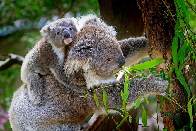 1 Day Exclusively Private Tour Of Phillip Island & The Penguin Parade - Timing, clothing, and the return to Melbourne