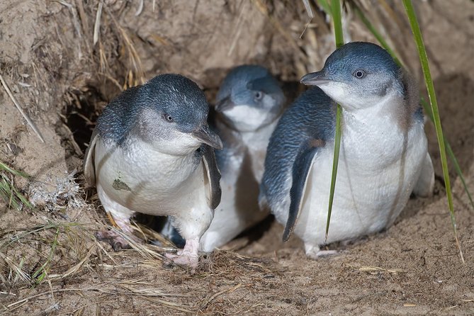 1 Day Exclusively Private Tour Of Phillip Island & The Penguin Parade - The private format gives you useful flexibility