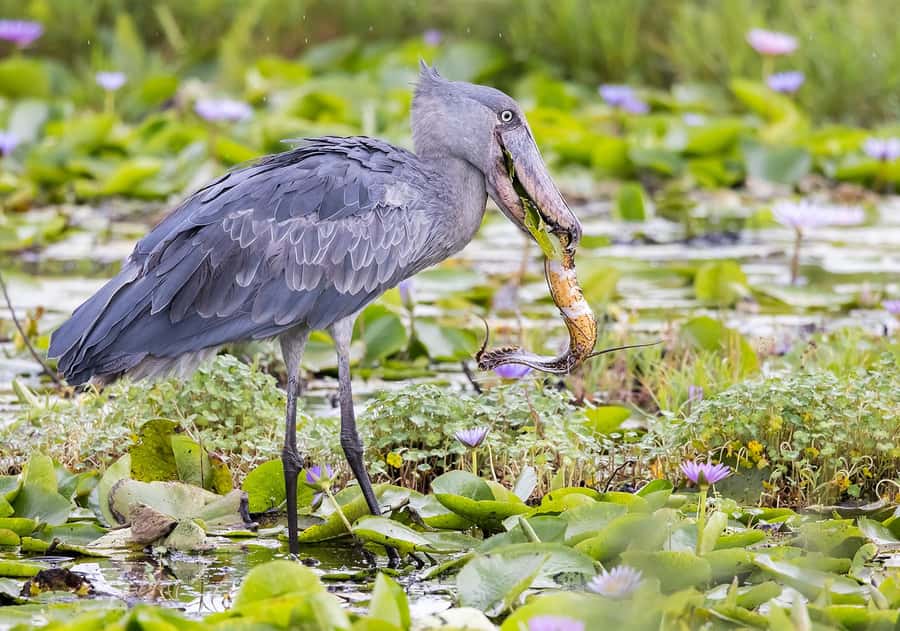 1-Day Mabamba Shoebill Birding Tour in Lake Victoria Entebbe - Key points to know before you book