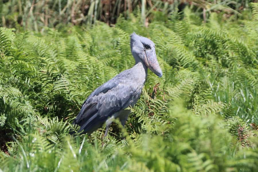 1-Day Mabamba Shoebill Birding Tour in Lake Victoria Entebbe - Why Mabamba Swamp is worth your morning