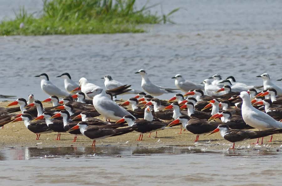 1-Day Mabamba Shoebill Birding Tour in Lake Victoria Entebbe - Booking details that affect the decision