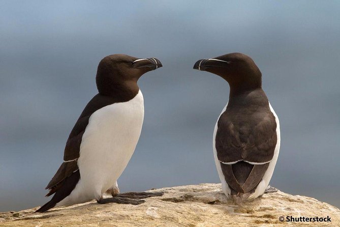 1000 Little Penguins Cruise - Four and a Half Hours Among the Islands