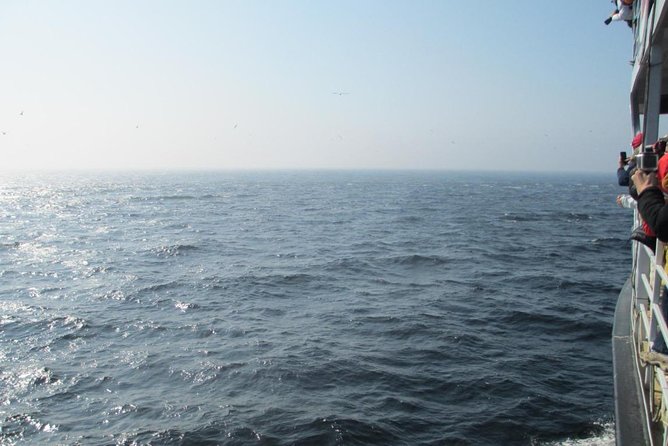 1000 Little Penguins Cruise - What You Can See From the Boat