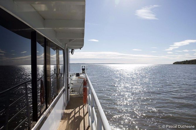 1000 Little Penguins Cruise - Practical Details Before You Book