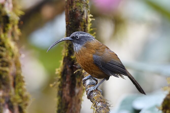 15-Day Bird Watching and Cultural Tour in Bhutan - Days 1 and 2: Paro River birds and high alpine country