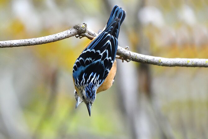 15-Day Bird Watching and Cultural Tour in Bhutan - Days 3 and 4: Prayer flags, dzongs, and Phobjikha cranes