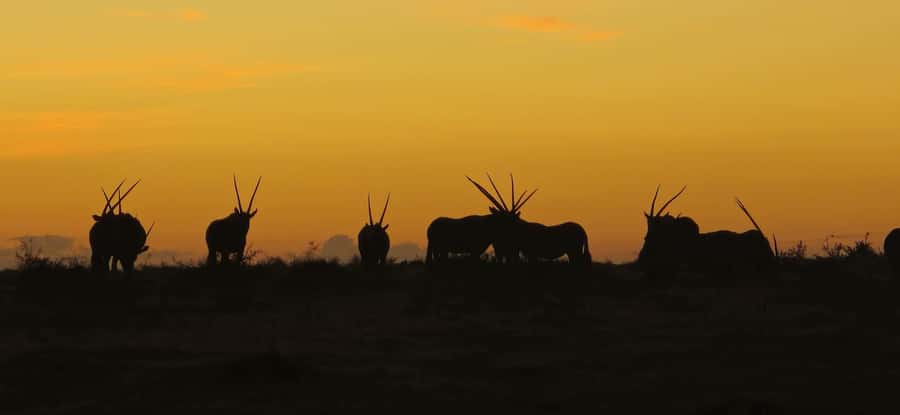 2-Day Cape Town Safari with Big 5, Penguins & Cape Agulhas - Key points before you book