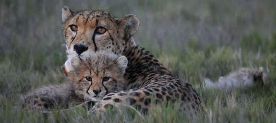 2-Day Cape Town Safari with Big 5, Penguins & Cape Agulhas - Why this two-day route works from Cape Town
