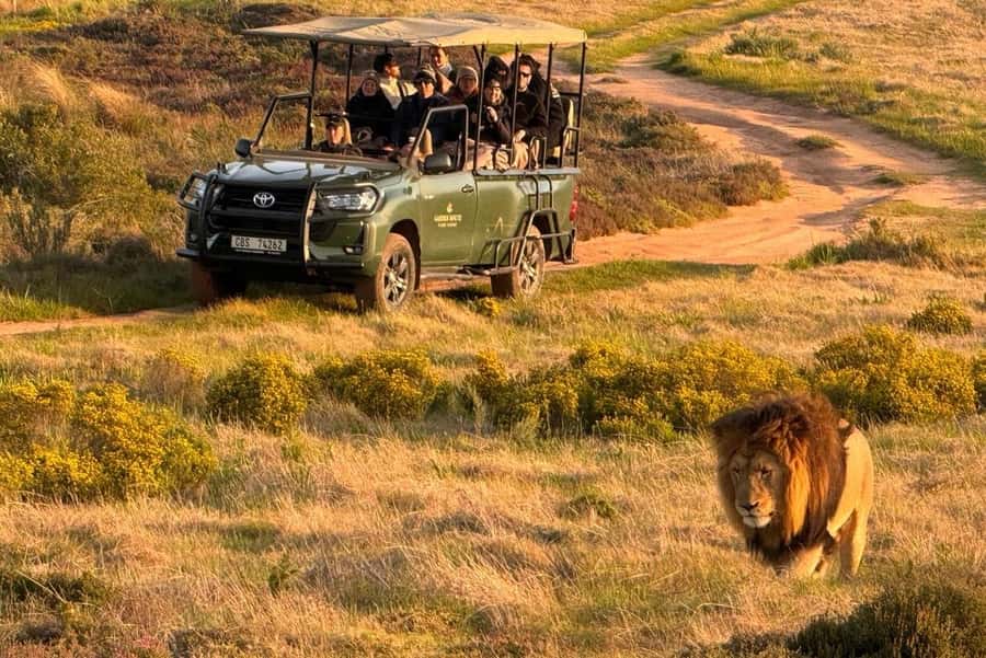 2-Day Cape Town Safari with Big 5, Penguins & Cape Agulhas - A sunrise drive and breakfast