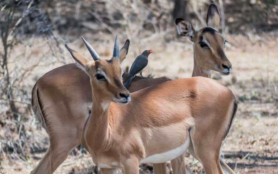 2-Day Cape Town Safari with Big 5, Penguins & Cape Agulhas - Hermanus breaks up the return trip