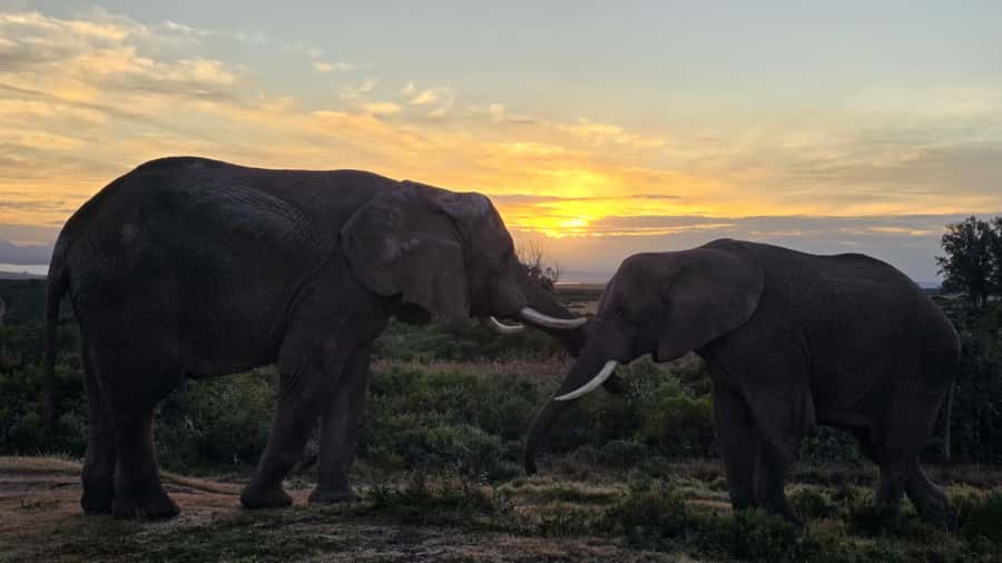 2-Day Cape Town Safari with Big 5, Penguins & Cape Agulhas - Clarence Drive begins the coastal journey