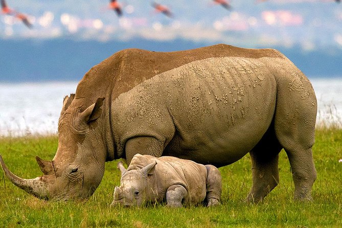 2 Days Flamingo Tour to Lake Bogoria & Lake Nakuru From Nairobi - Why this two-lake safari works