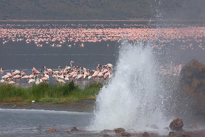 2 Days Flamingo Tour to Lake Bogoria & Lake Nakuru From Nairobi - Lake Bogoria: flamingos, birds, and hot springs