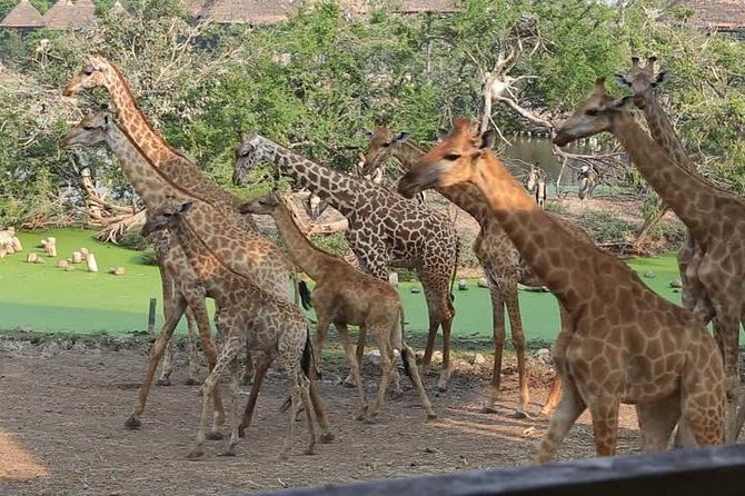 2 Days Flamingo Tour to Lake Bogoria & Lake Nakuru From Nairobi - Leaving Nairobi at 6:00 a.m.
