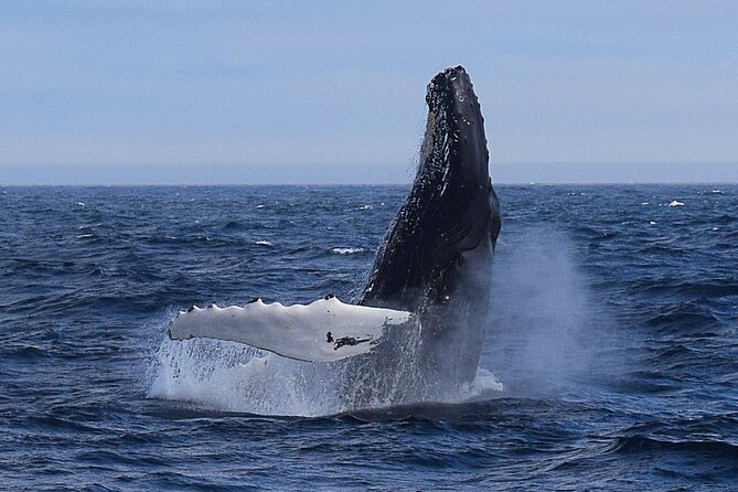 2 Hour Award-Winning Whale and Seabird Boat Tour from St. John's - Key points to know before you go