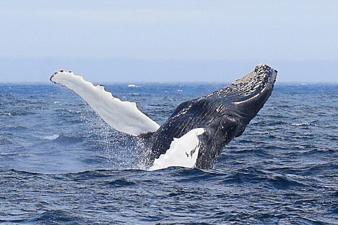 2 Hour Award-Winning Whale and Seabird Boat Tour from St. John's - Why this boat trip is worth your time in St. John’s