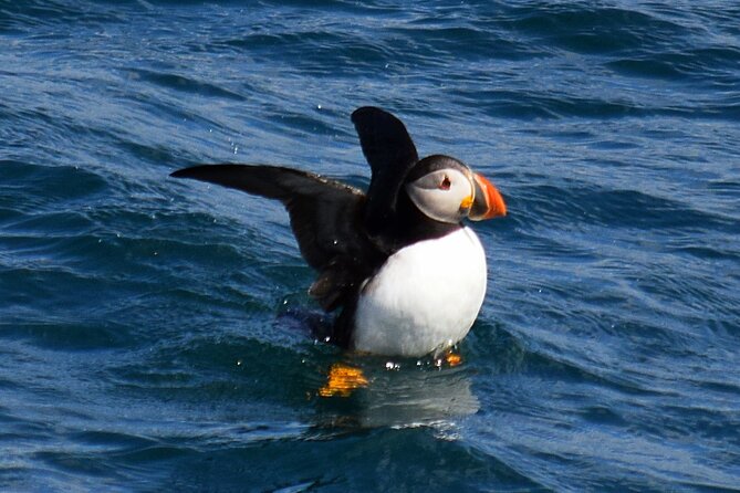 2 Hour Award-Winning Whale and Seabird Boat Tour from St. John's - Cape Spear, the eastern edge of North America