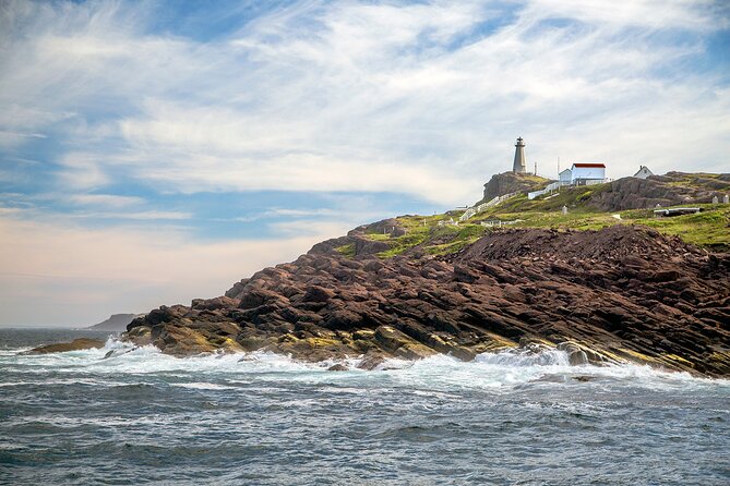 2 Hour Award-Winning Whale and Seabird Boat Tour from St. John's - Whale watching, icebergs, and the honest odds