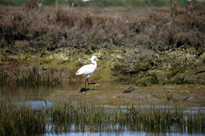 2-hour Bird Watching Guided Boat Trip in Ria Formosa from Faro Algarve - Barrinha Beach and the lagoon’s edge