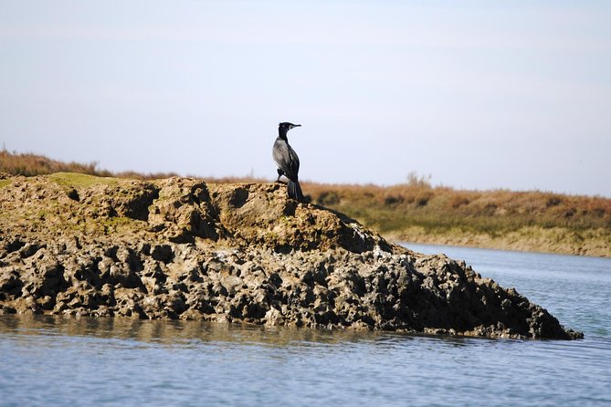 2-hour Bird Watching Guided Boat Trip in Ria Formosa from Faro Algarve - What the guides add to the experience
