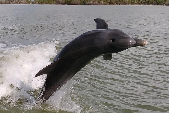 2 Hour Dolphin, Birding and Shelling Tour - From Goodland to the Ten Thousand Islands