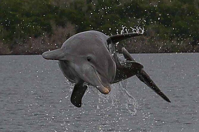 2 Hour Dolphin, Birding and Shelling Tour - Cancellation and weather details