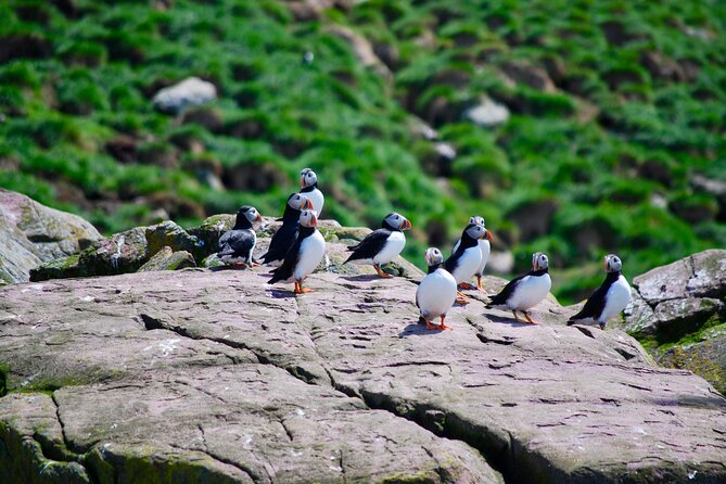 2 Hours Guided Whale and Bird Boat Tour in Bay Bulls - From Bay Bulls to a four-island bird reserve