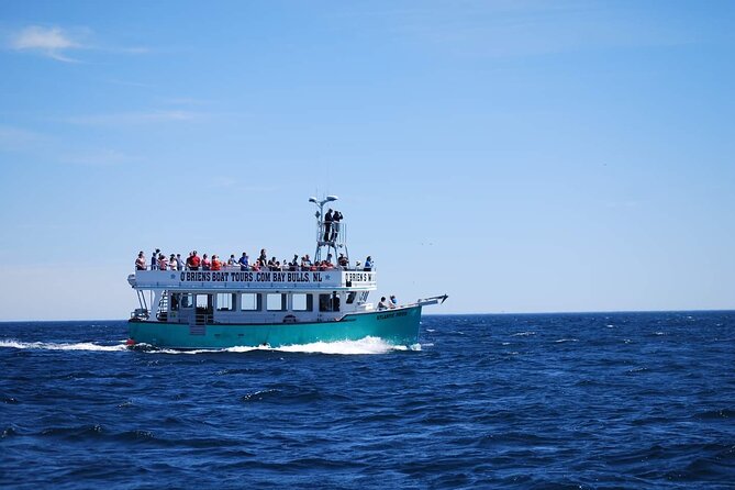 2 Hours Guided Whale and Bird Boat Tour in Bay Bulls - Is the experience good value?