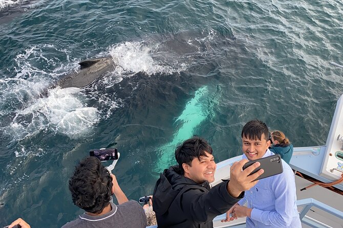 2 Hours Guided Whale and Bird Boat Tour in Bay Bulls - Who should book this Bay Bulls boat tour?