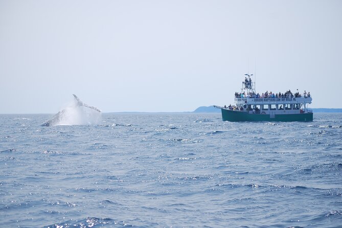 2 Hours Guided Whale and Bird Boat Tour in Bay Bulls - Whales, dolphins, and the limits of wildlife watching