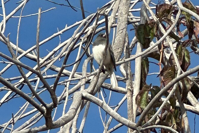 2 Hours of Mindful Bird Watching near Denver - A Park Walk With Seasonal Payoffs