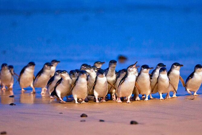 3 Day Combo: Great Ocean Road, Penguin Parade and FREE City Tour - Day one: the Great Ocean Road from Torquay to Loch Ard Gorge