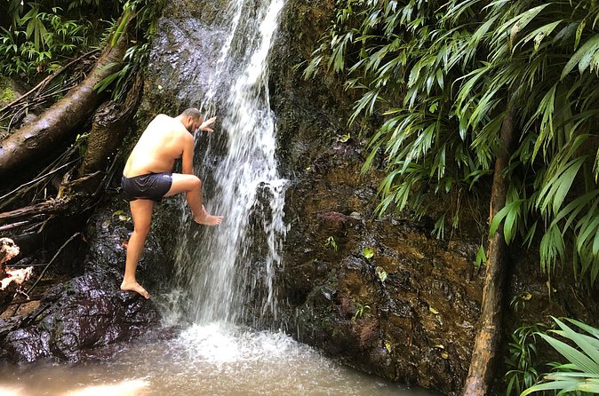 3 Hours Rainforest Walk in Tobago (Private) Lunch + Hummingbirds - The hummingbird encounter is the signature moment