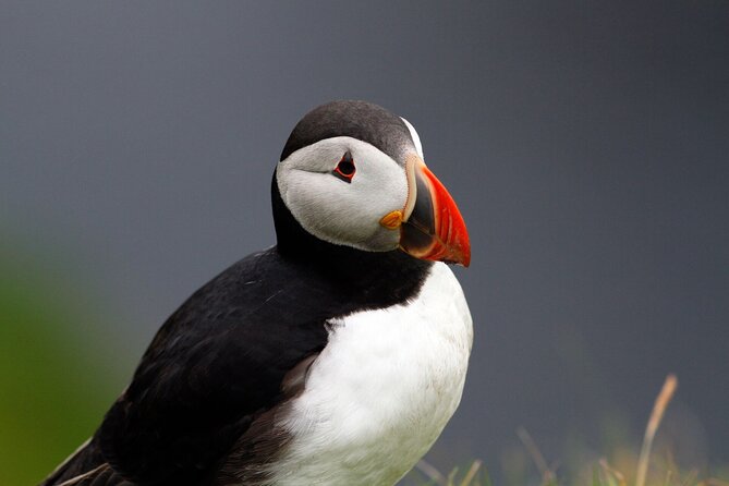 4 Day Mull, Iona and Staffa Puffin Experience from Edinburgh - Why this four-day route works
