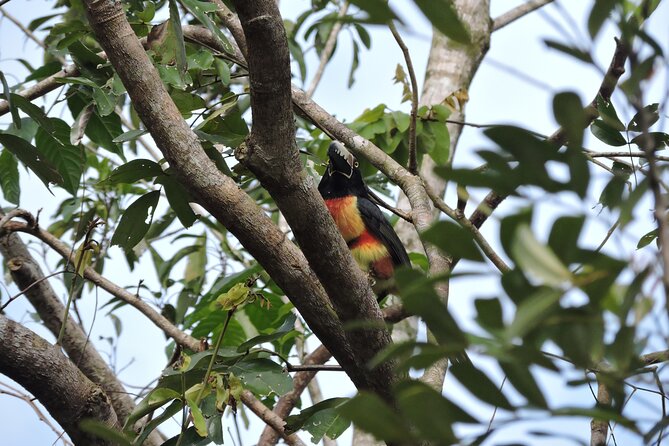 6-Hour Birdwatching Ruta de los Cenotes Playa del Carmen - Why the 6:00 AM start matters