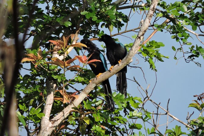 6-Hour Birdwatching Ruta de los Cenotes Playa del Carmen - Walking the first Ruta de los Cenotes trails