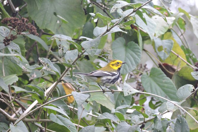 6-Hour Birdwatching Ruta de los Cenotes Playa del Carmen - What the guides add to the experience