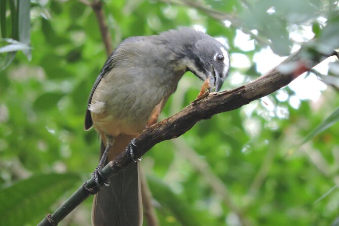 6-Hour Birdwatching Ruta de los Cenotes Playa del Carmen - Fitness, weather, and what to prepare for