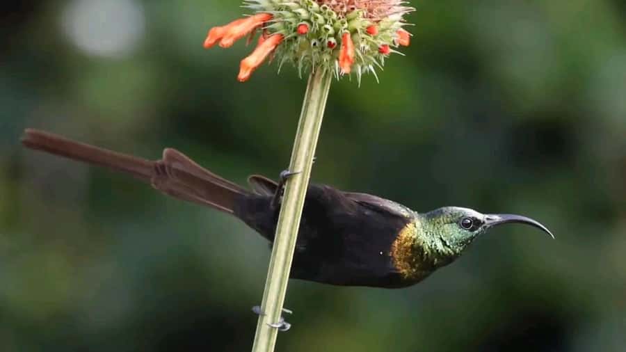 6hrs of Birdwatching in Nairobi National park - Six hours where Nairobi meets the wild