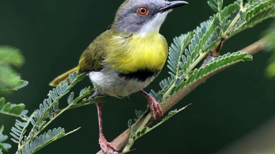 6hrs of Birdwatching in Nairobi National park - Dams and wetlands bring a different bird list