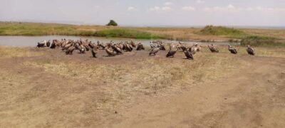 6hrs of Birdwatching in Nairobi National park