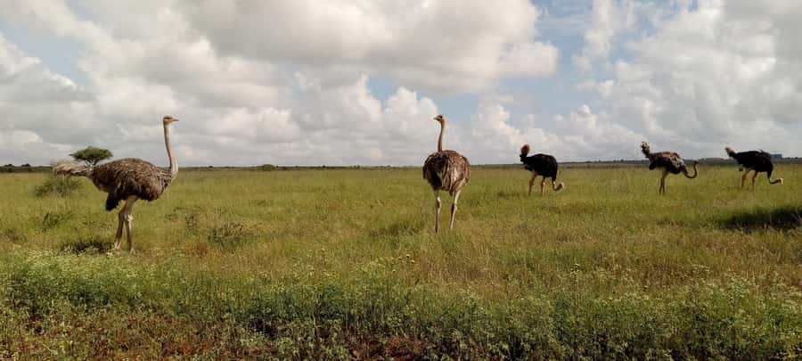 6hrs of Birdwatching in Nairobi National park - Short walks at picnic points