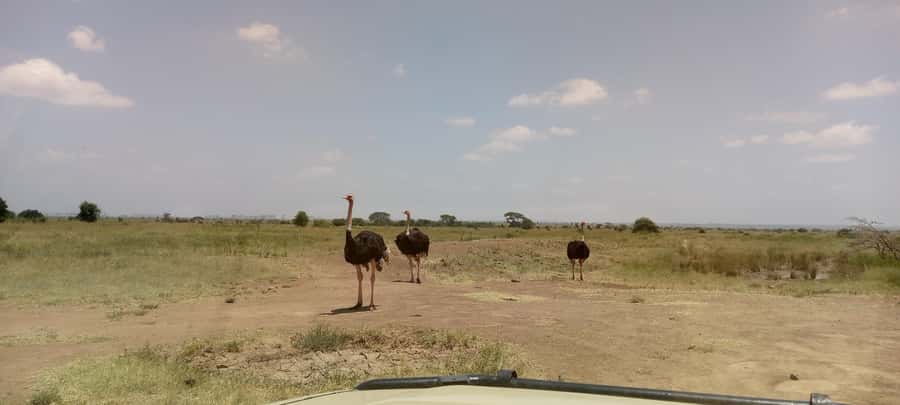 6hrs of Birdwatching in Nairobi National park - What the guides add to the experience