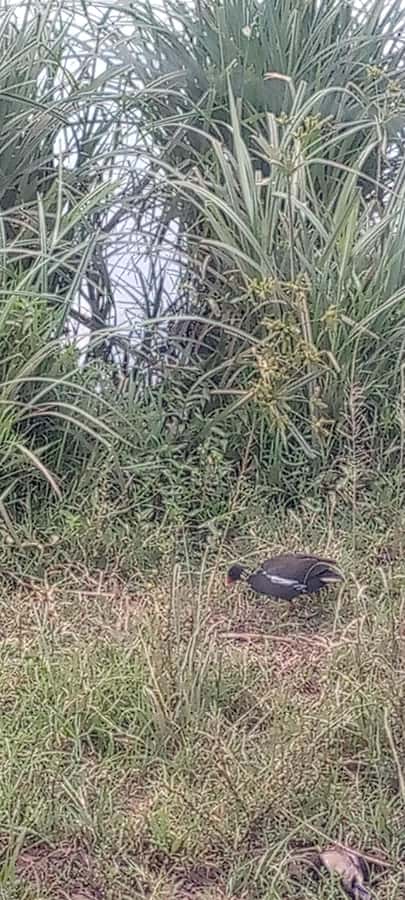 6hrs of Birdwatching in Nairobi National park - Cost, group size, and what you still pay