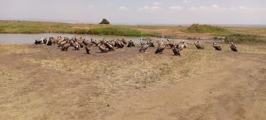 6hrs of Birdwatching in Nairobi National park - Dry forest birding and the value of a good spotter