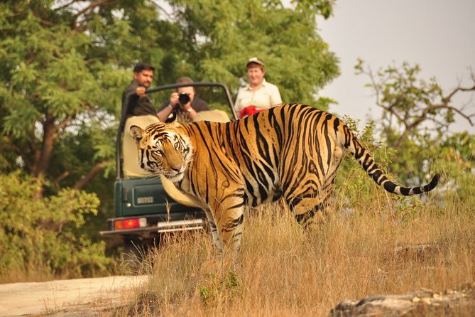 7 Day Golden Triangle Tour with Wildlife-Taj Mahal Tigers & Birds - Drivers, guides, hotels, and the human side of the trip