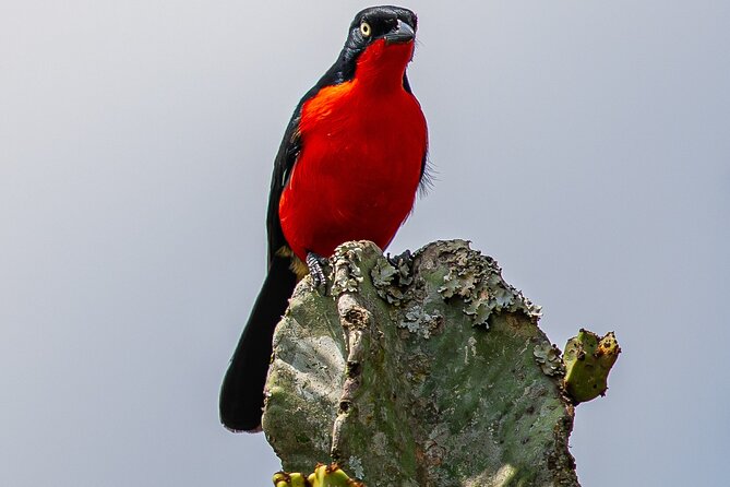 7 Days Uganda Birding and Wildlife - Key points at a glance