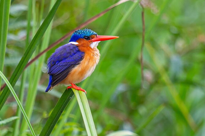 7 Days Uganda Birding and Wildlife - Why this seven-day Uganda route works