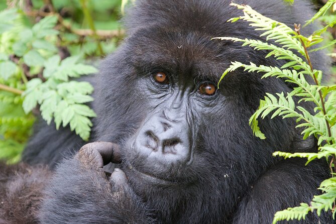 7 Days Uganda Birding and Wildlife - Day 5: Leaving Bwindi through Ishasha